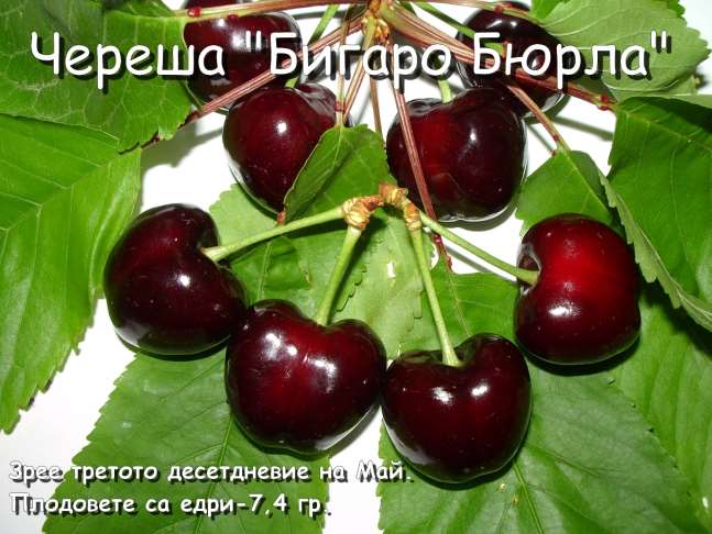 Сортове - Лицензиран овощен разсадник