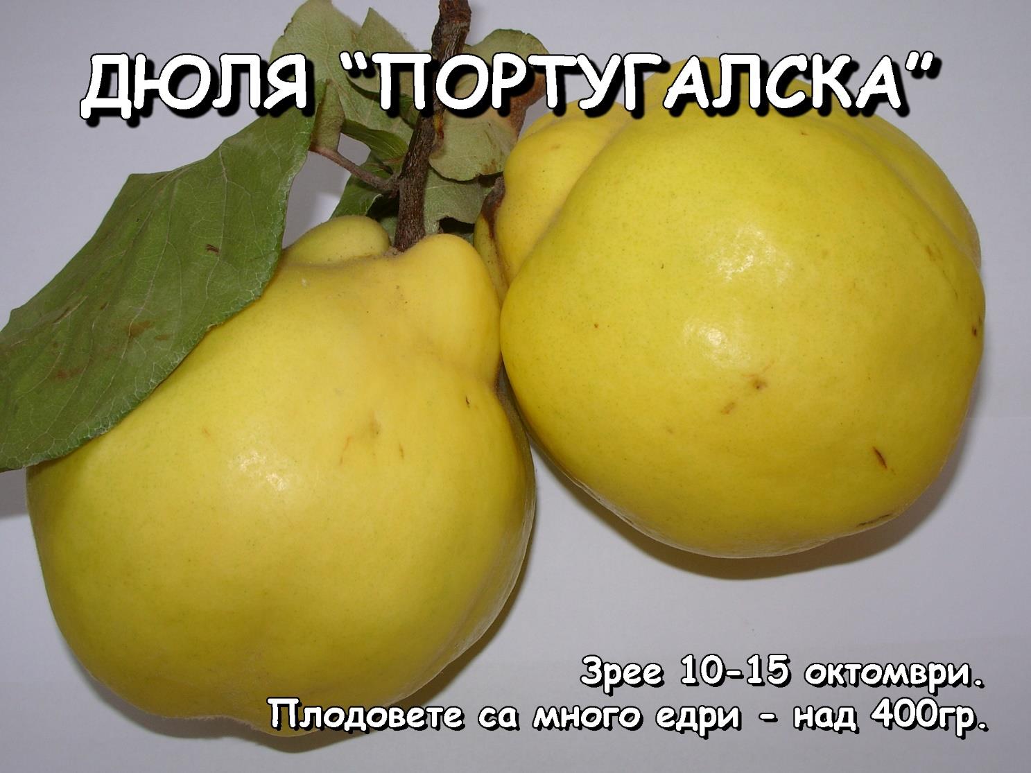 Сортове - Лицензиран овощен разсадник