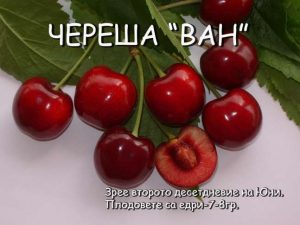 овощни дръвчета череши