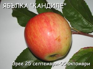 разсадници за овошки