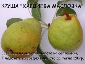 овошки круши