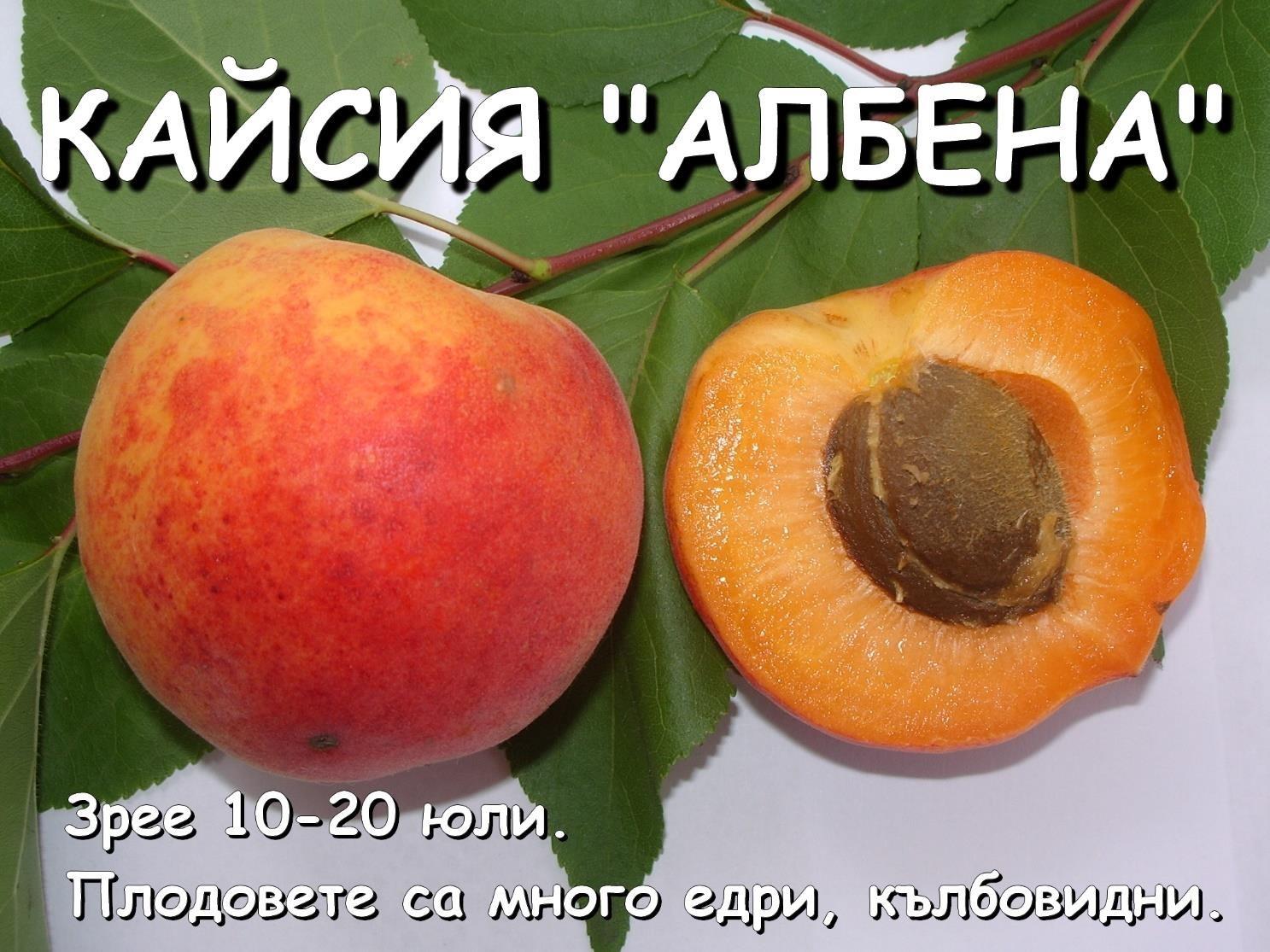 Овощни дръвчета - Лицензиран овощен разсадник