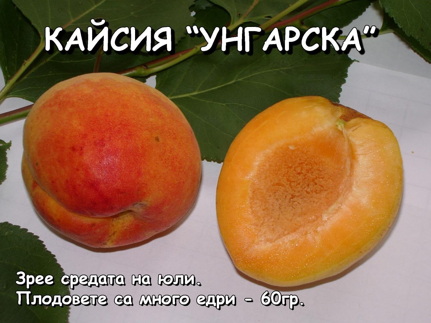 Овощни дръвчета - Лицензиран овощен разсадник