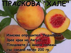 праскова хале