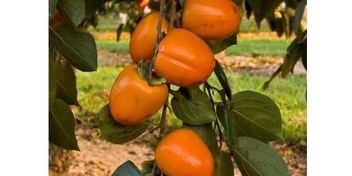 Продавам фиданки райска ябълка