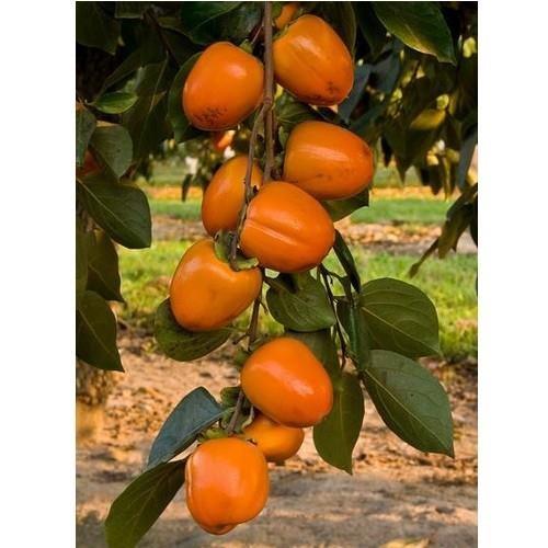 Продавам фиданки райска ябълка