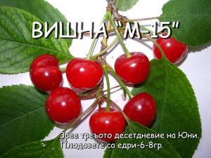 ВИШНАП - М15