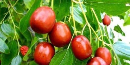 image-013 Хинап